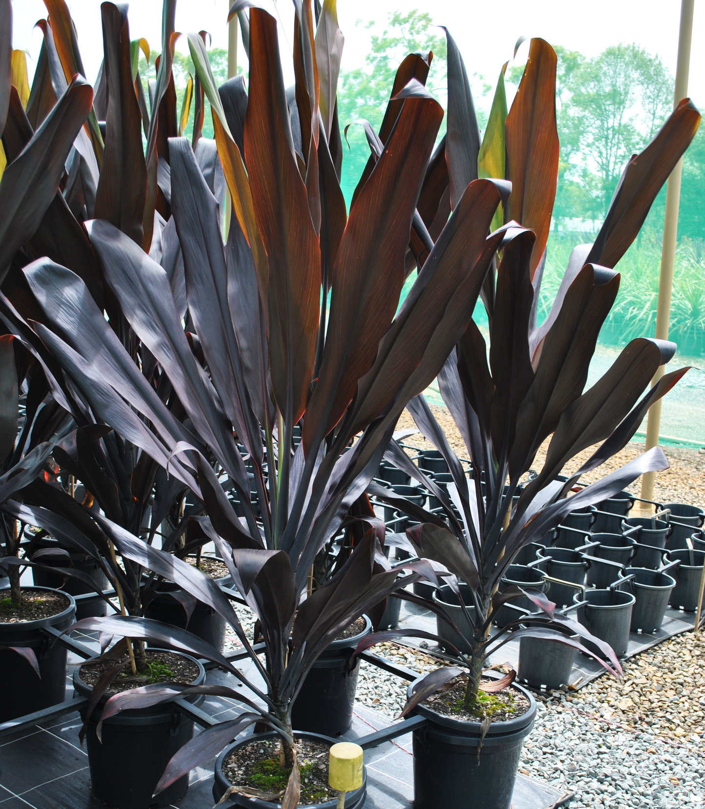 Striking display of Cordyline Fruticosa 'Negra' with rich, dark purple leaves, creating a dramatic visual in a nursery setting, perfect for modern Queensland gardens.
