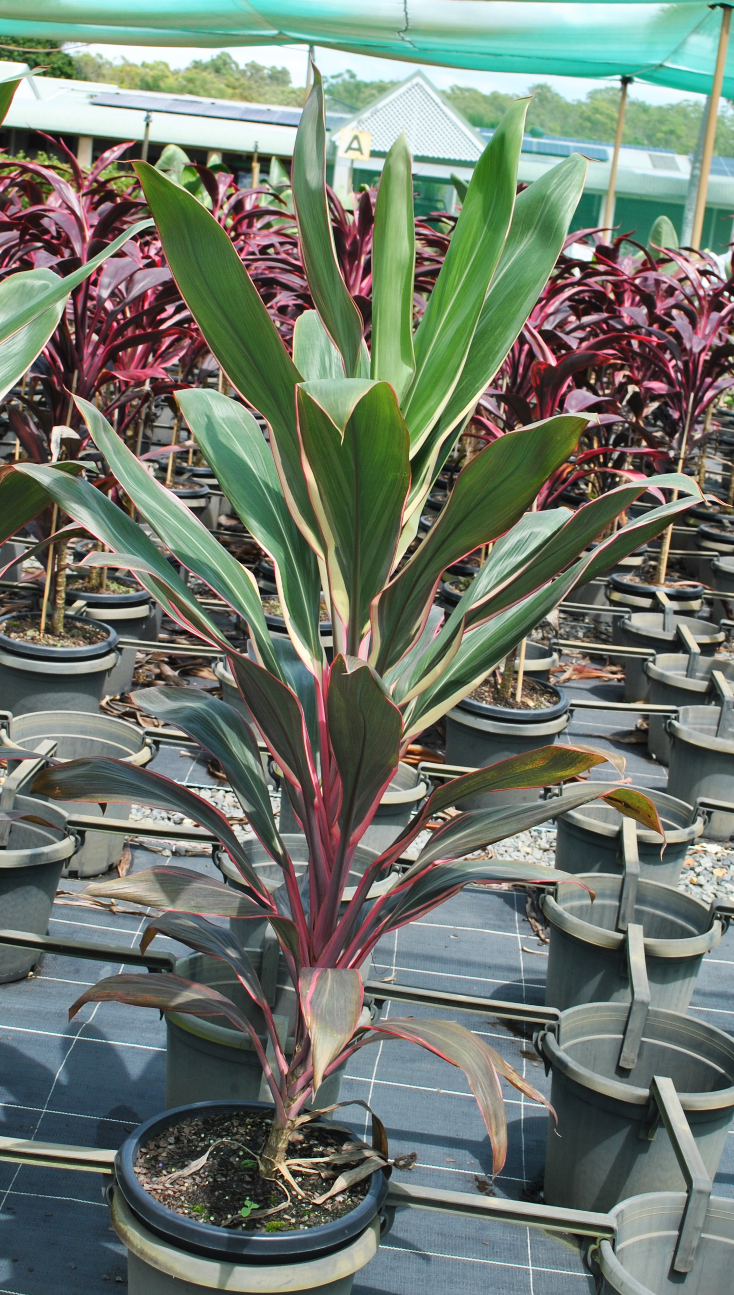 Cordyline 'Pink Diamond' showcasing its stunning pink and green variegated leaves, grown in a pot in a nursery, ideal for adding a splash of color to Queensland gardens.