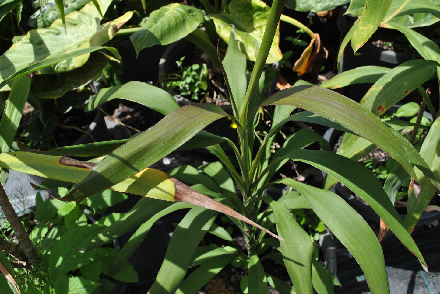 Healthy Cordyline Rubra Green plant with elongated green leaves, showcasing new growth in a shaded garden environment.