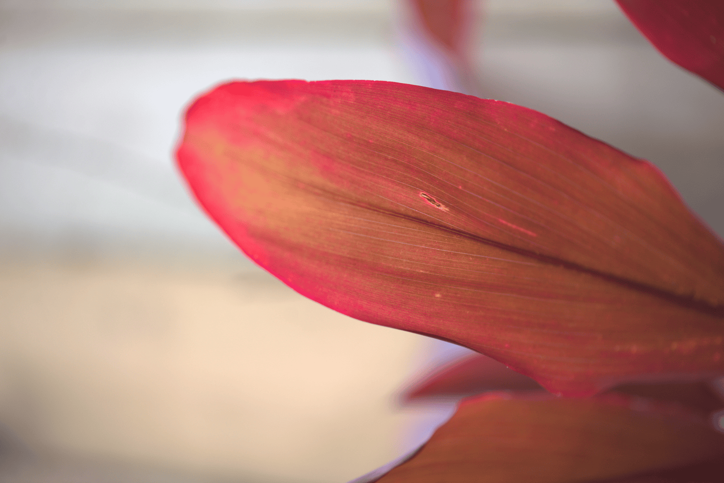 Close up of the red leaves on Cordyline fruticosa Rubra