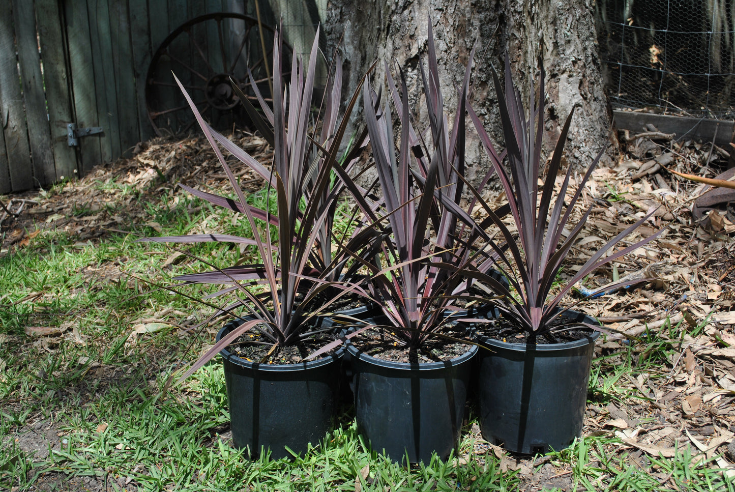 Vibrant Cordyline Australis 'Red Sensation' plants beside a tree