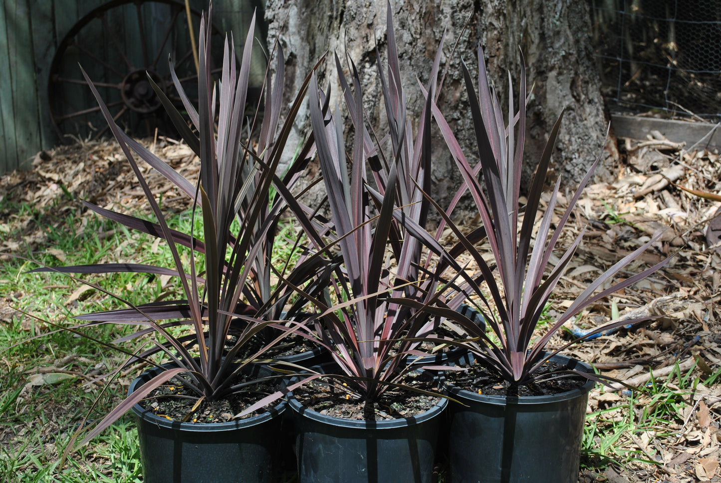 Garden scene with Cordyline Australis 'Red Sensation' plants