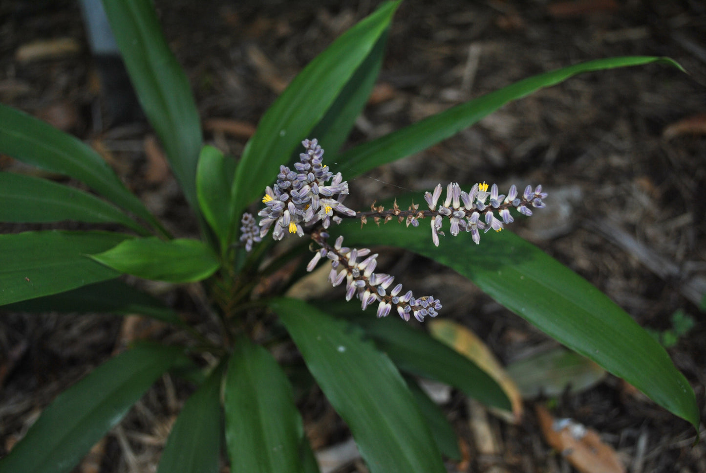 Lovely flowers on the Cordyline stricta 'Slender Palm Lily'
