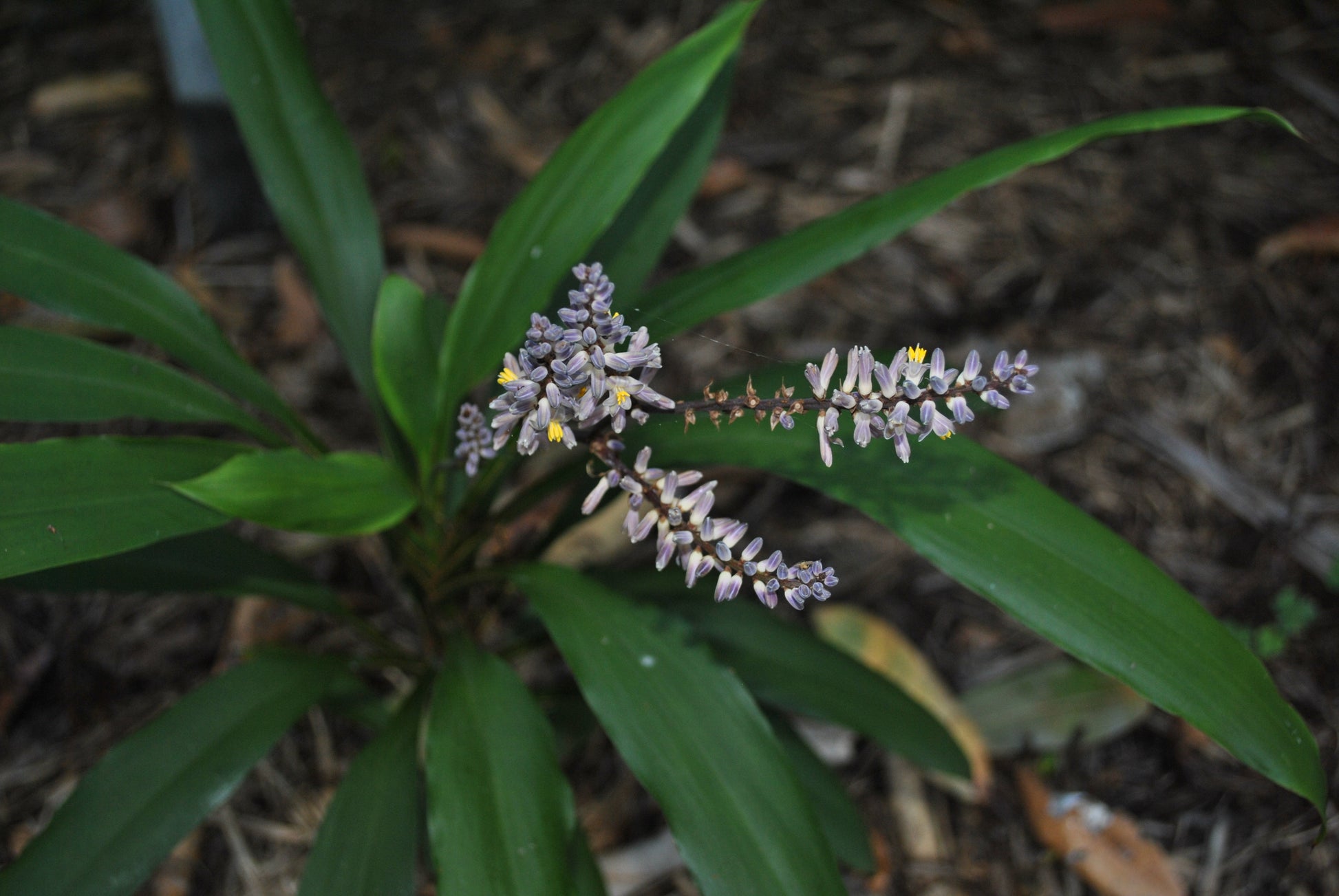 Lovely flowers on the Cordyline stricta 'Slender Palm Lily'