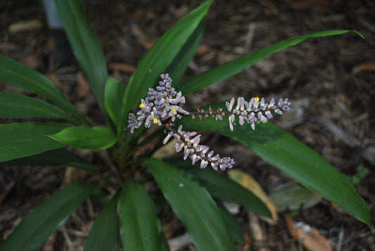 Lovely flowers on the Cordyline stricta 'Slender Palm Lily'
