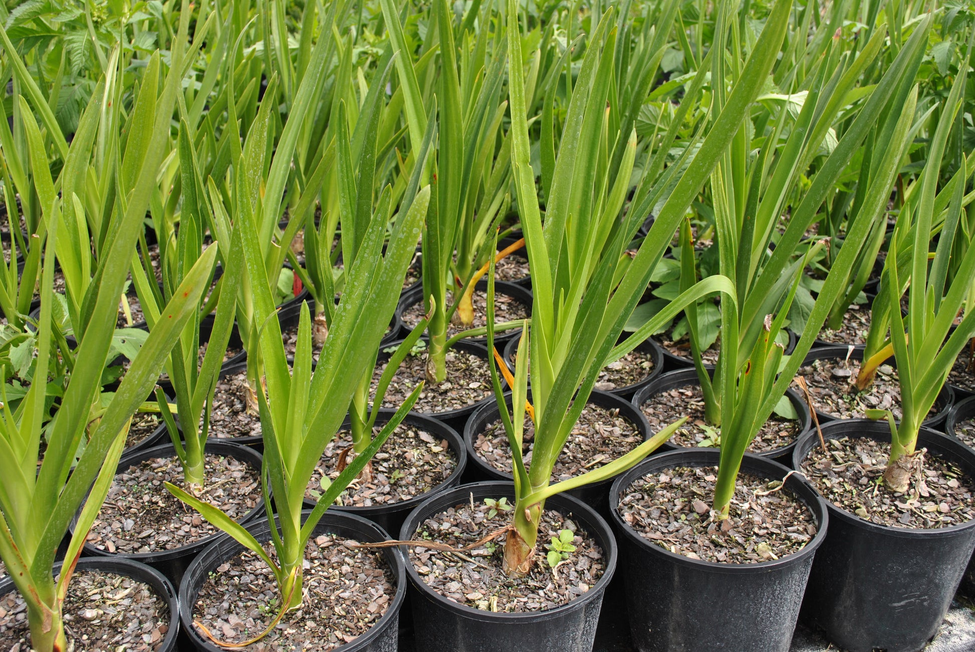 Nursery rows of Crinum pedunculatum with elongated green leaves, grown in black pots on a bed of gravel, showcasing young, healthy plants ready for gardening.