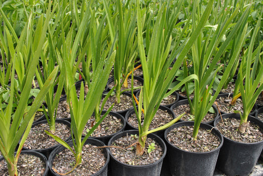 Nursery rows of Crinum pedunculatum with elongated green leaves, grown in black pots on a bed of gravel, showcasing young, healthy plants ready for gardening.
