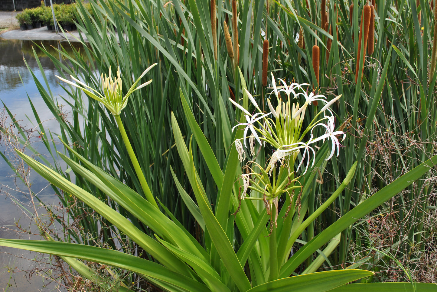 Bright white and vibrant Crinum pedunculatum flowers blooming by a water feature, with tall green leaves and brown reeds in the background reflecting off the calm water surface.