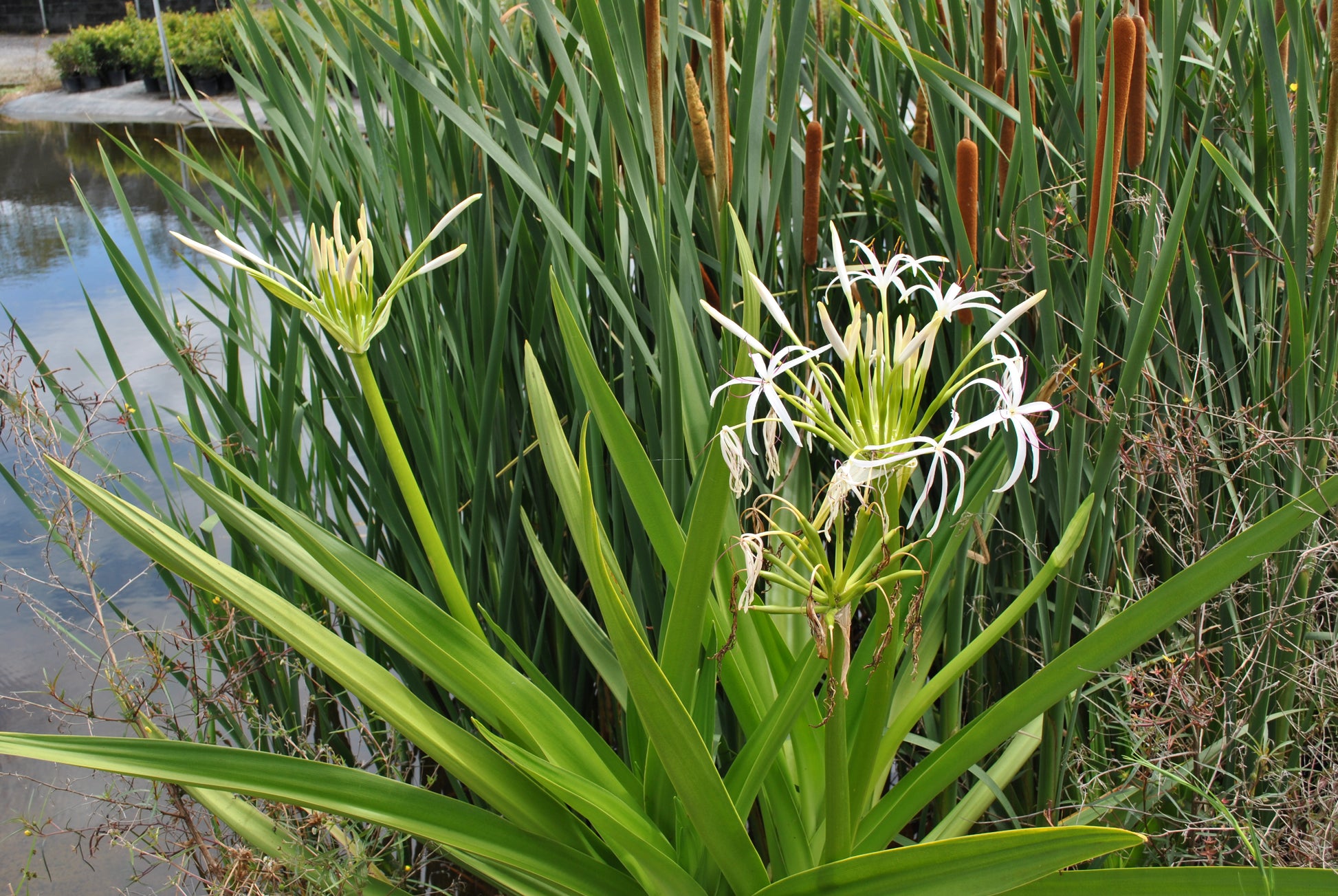 Bright white and vibrant Crinum pedunculatum flowers blooming by a water feature, with tall green leaves and brown reeds in the background reflecting off the calm water surface.