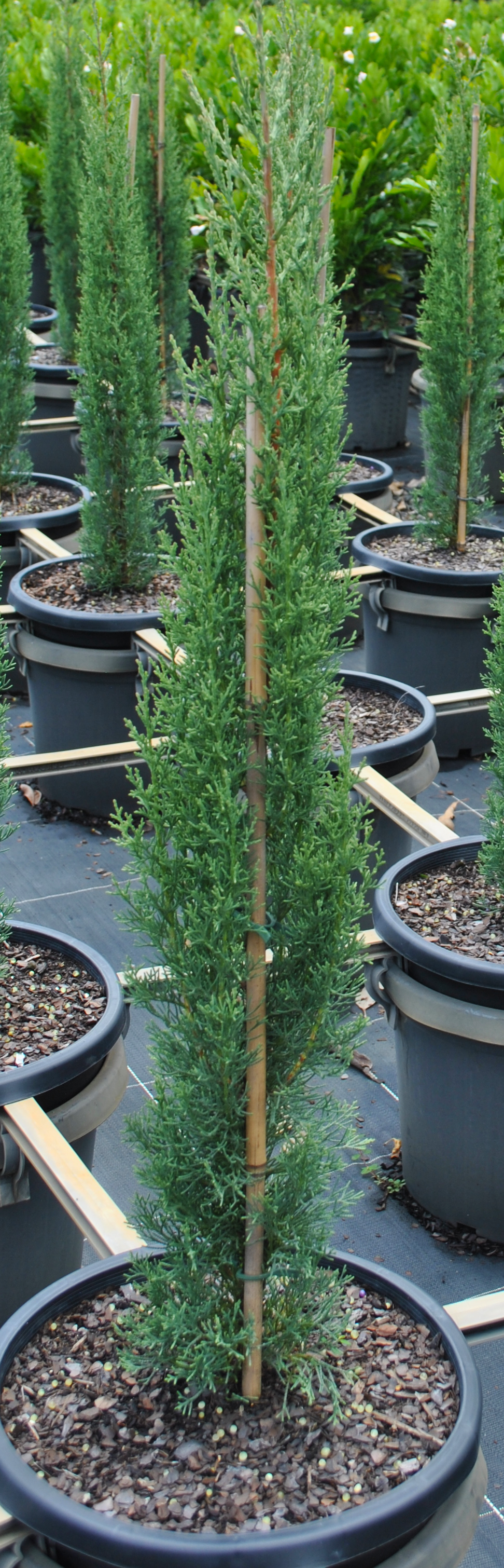A single Cupressus Sempervirens plant supported by a stake, featuring its characteristic tall and slender form with dense evergreen foliage, ideal for vertical accents in Queensland gardens.