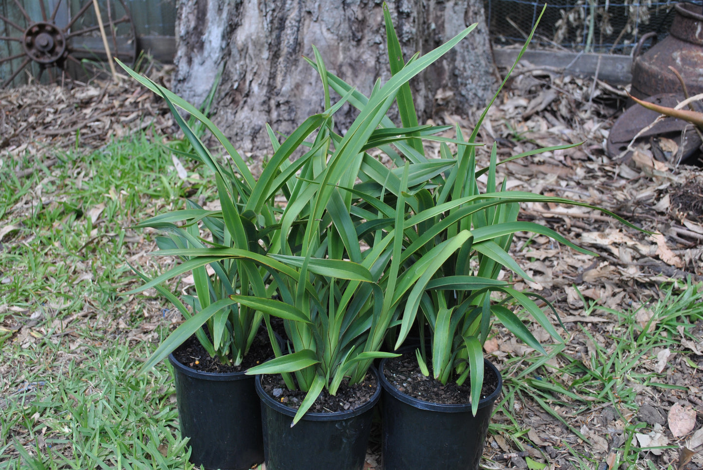 Dianella Brevipedunculata, a native Australian plant, in garden pots