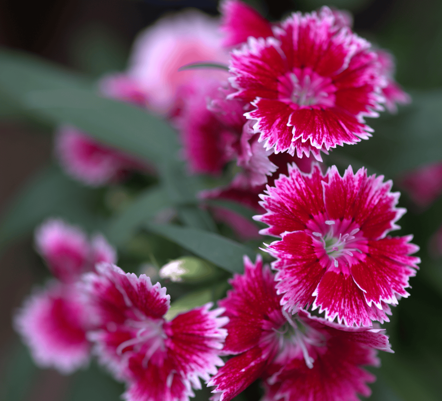 Close up photo of the pink and red flowers of the Dianthus chinensis pink 'Chinese Pink'