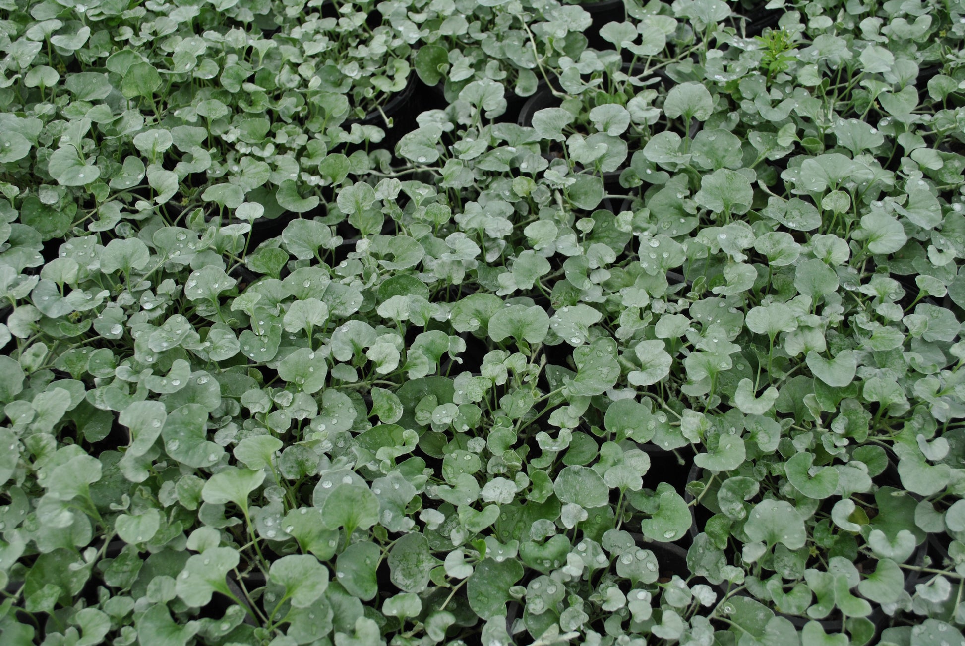 Juvenile foliage of the Dichondra argentea 'Silver Falls'