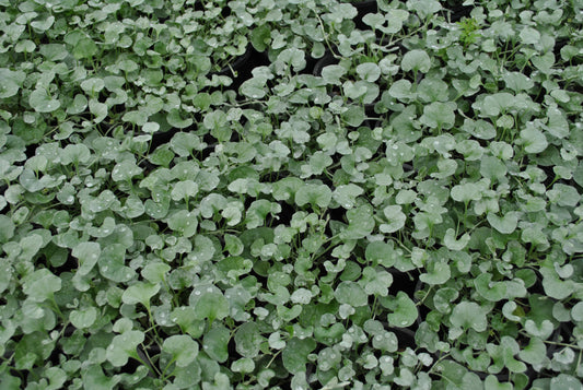 Juvenile foliage of the Dichondra argentea 'Silver Falls'