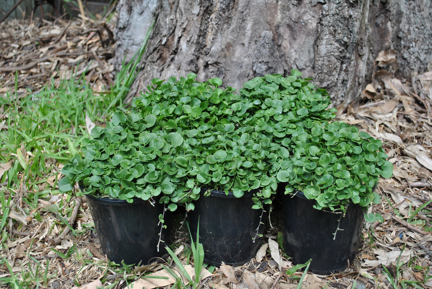 Three pots of Dichondra repens (Kidney Weed) with dense green foliage, displayed at the base of a tree in a natural outdoor setting