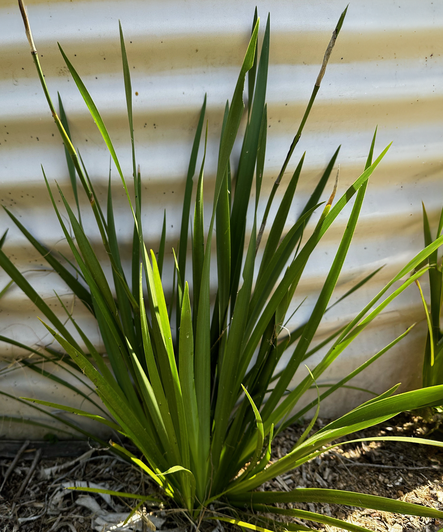 Dietes grandiflora, also known as wild iris, showing its vibrant green, sword-shaped leaves, thriving next to a corrugated wall in Queensland, perfect for subtropical garden borders.