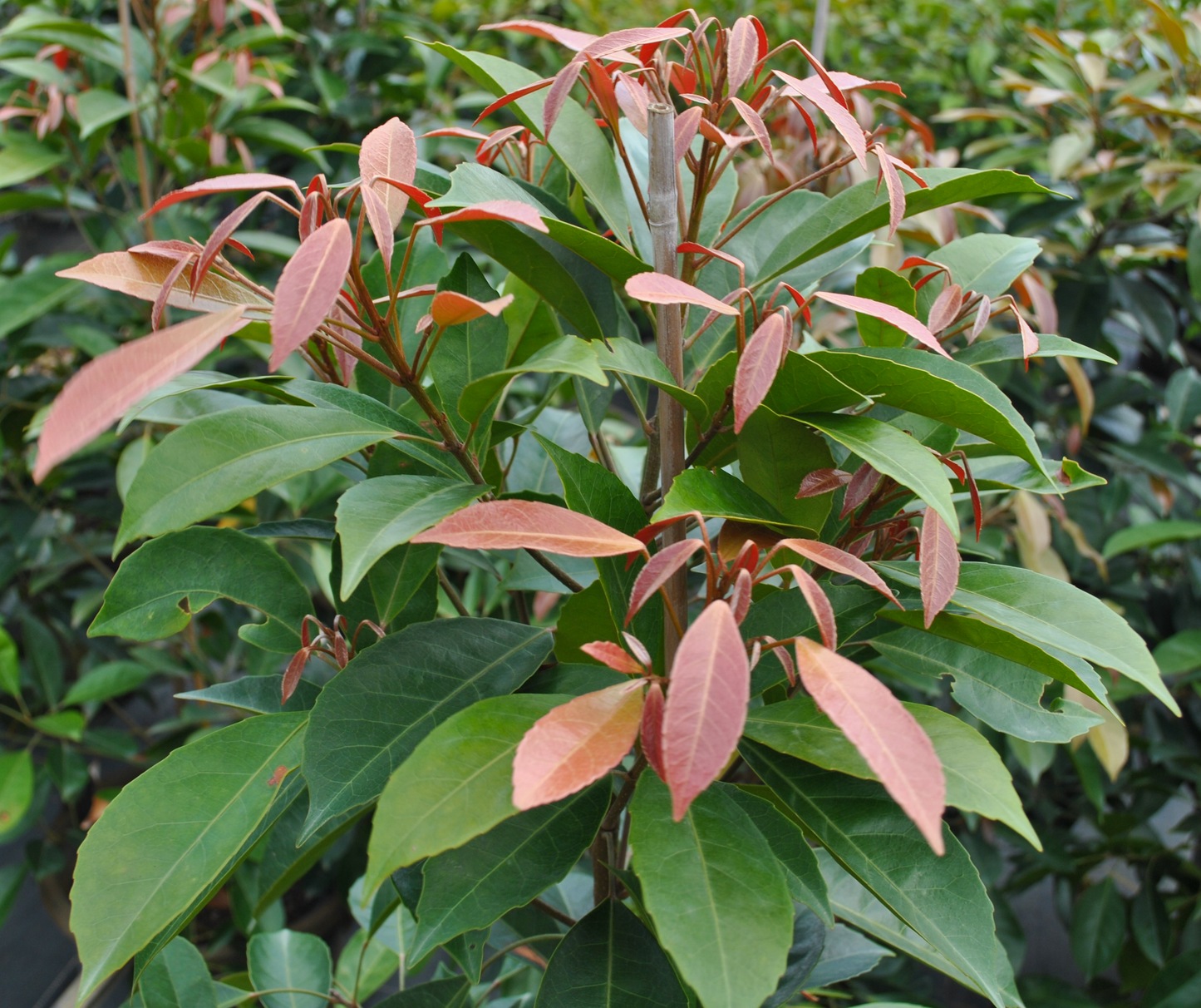 Close-up of Elaeocarpus eumundii (Eumundi Quandong) leaves with vibrant green and red foliage - perfect for sustainable home gardening, promoting biodiversity, and enhancing garden aesthetics with native Australian plants.