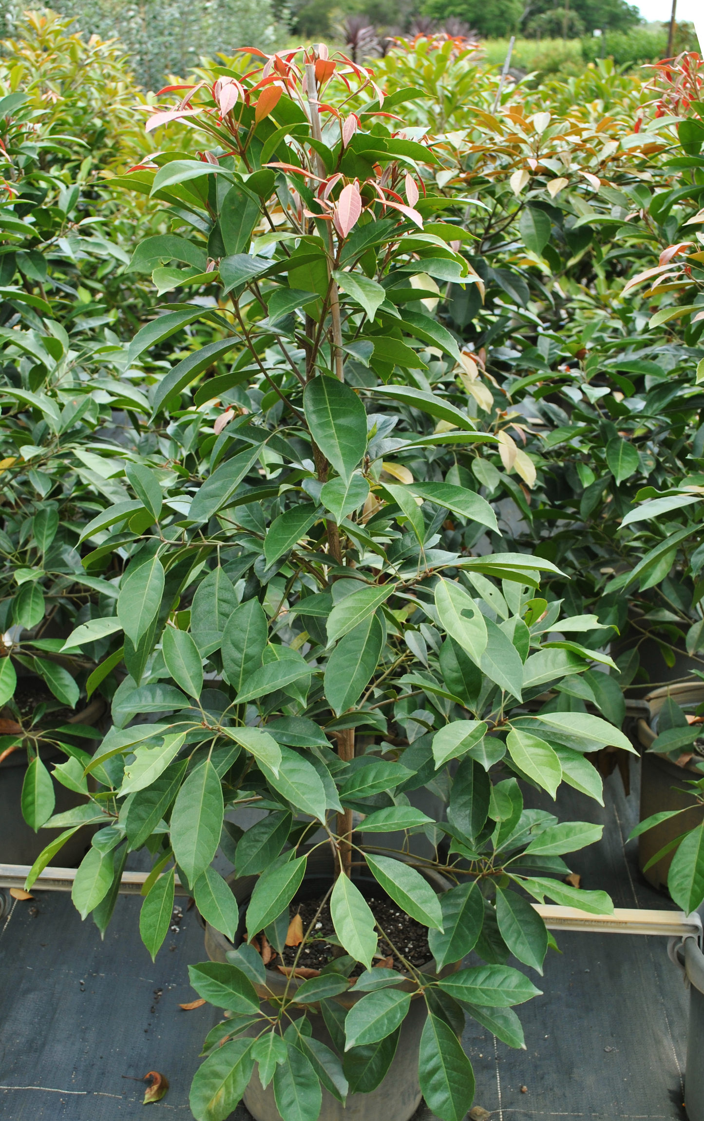 Elaeocarpus eumundii (Eumundi Quandong) plants in a nursery, showcasing lush green and red foliage - ideal for eco-friendly gardening, promoting native plant growth, and enhancing garden biodiversity.