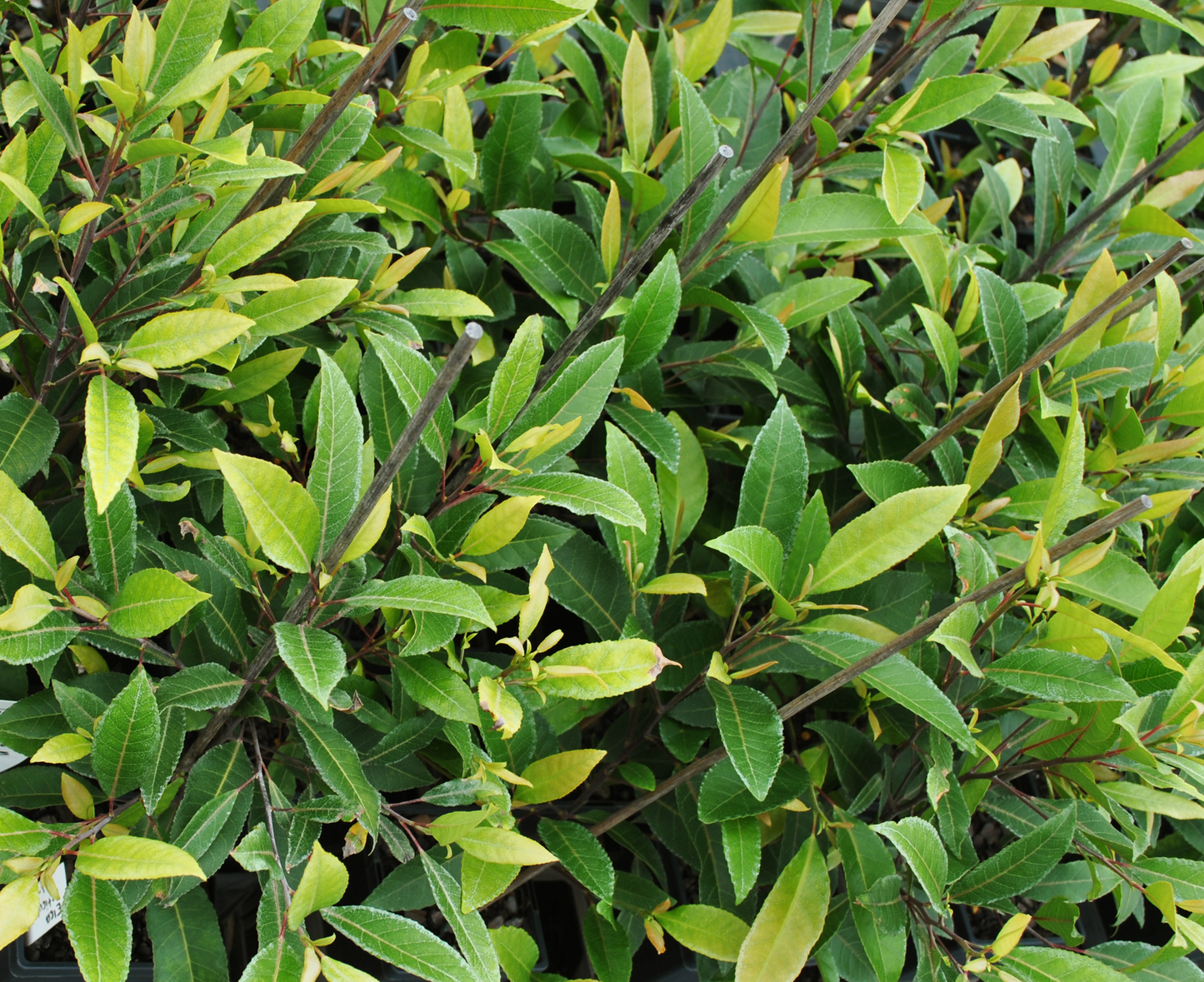 Close-up of Elaeocarpus reticulatus (Blueberry Ash) leaves - ideal for sustainable home gardening, promoting biodiversity, and enhancing garden aesthetics with native Australian plants.