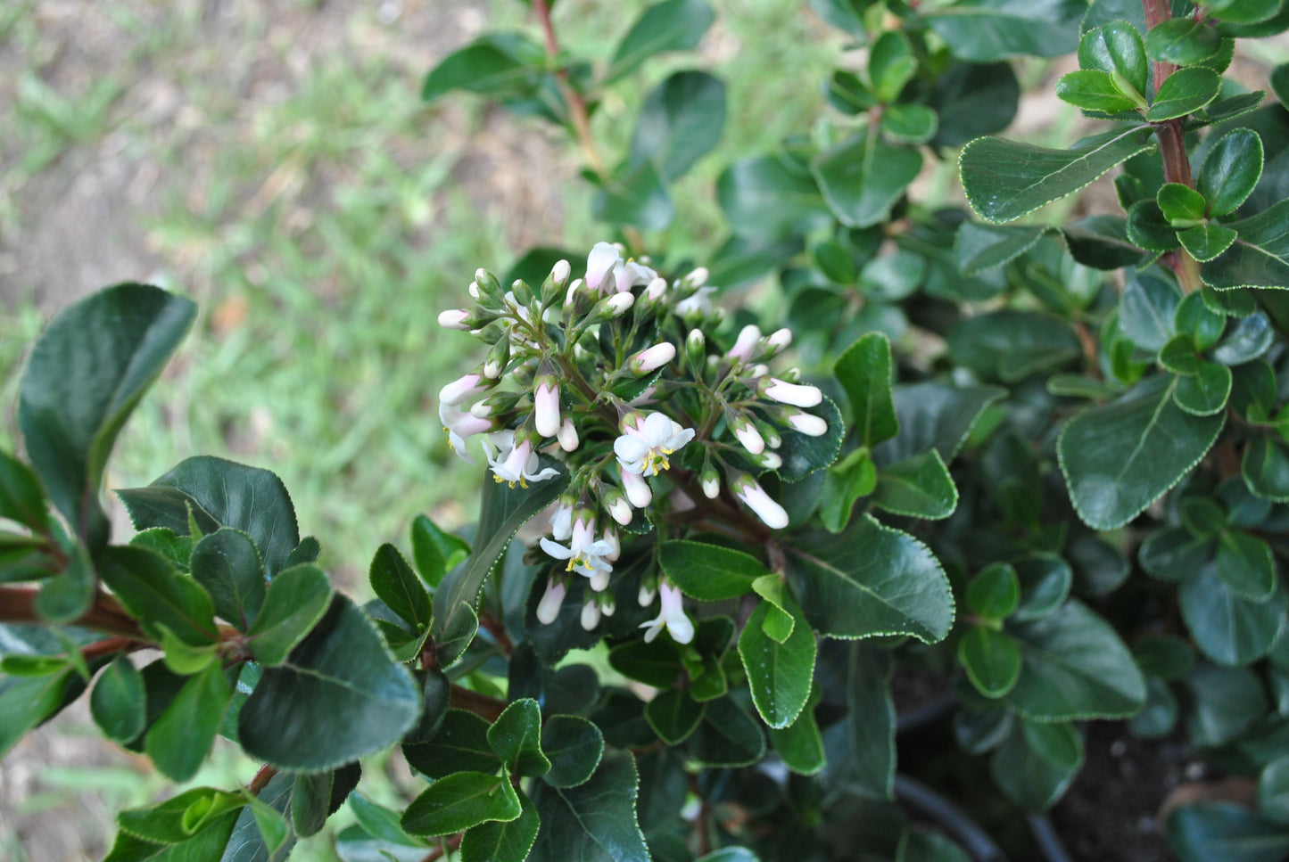 Close-up of Escallonia 'Iveyi' showcasing small clusters of white flowers with delicate petals and yellow centers, surrounded by dark green, glossy leaves.