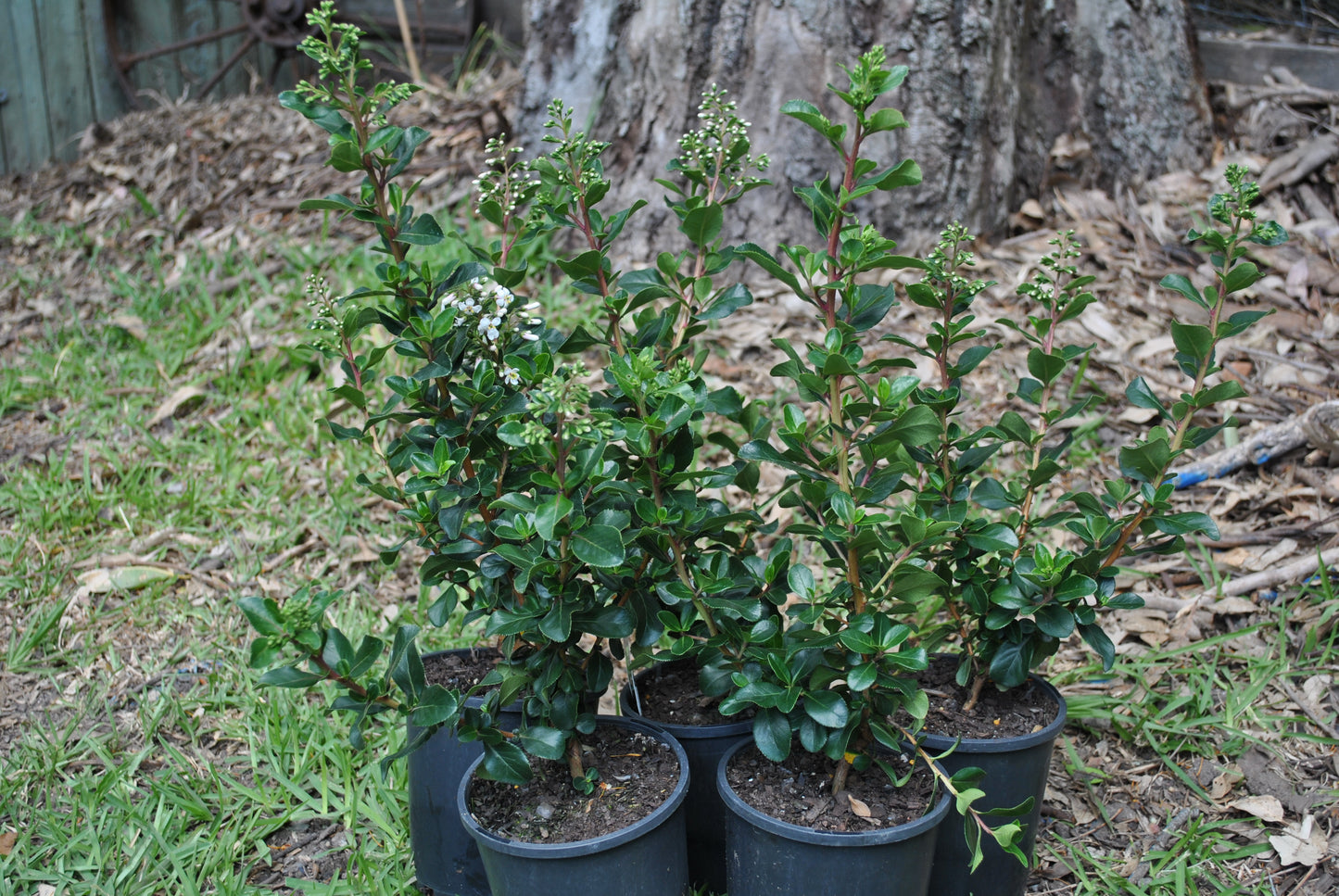 Several pots of Escallonia 'Iveyi' plants, featuring budding and blooming clusters of white flowers among dense, shiny green foliage, set in a garden with a natural backdrop.
