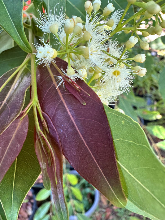 Rainbow gum (Eucalyptus deglupta)
