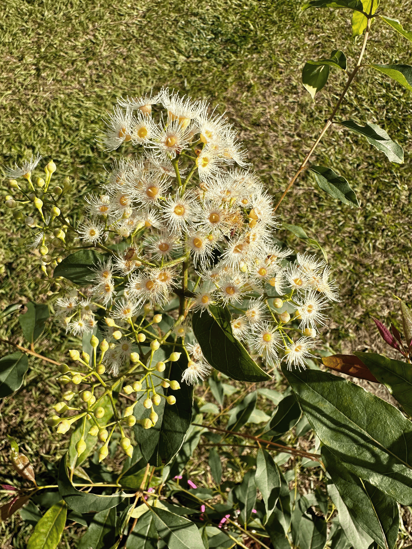 Close-up of Eucalyptus deglupta, also known as Rainbow Eucalyptus, showcasing its clusters of white, fluffy flowers and green leaves in a garden.
