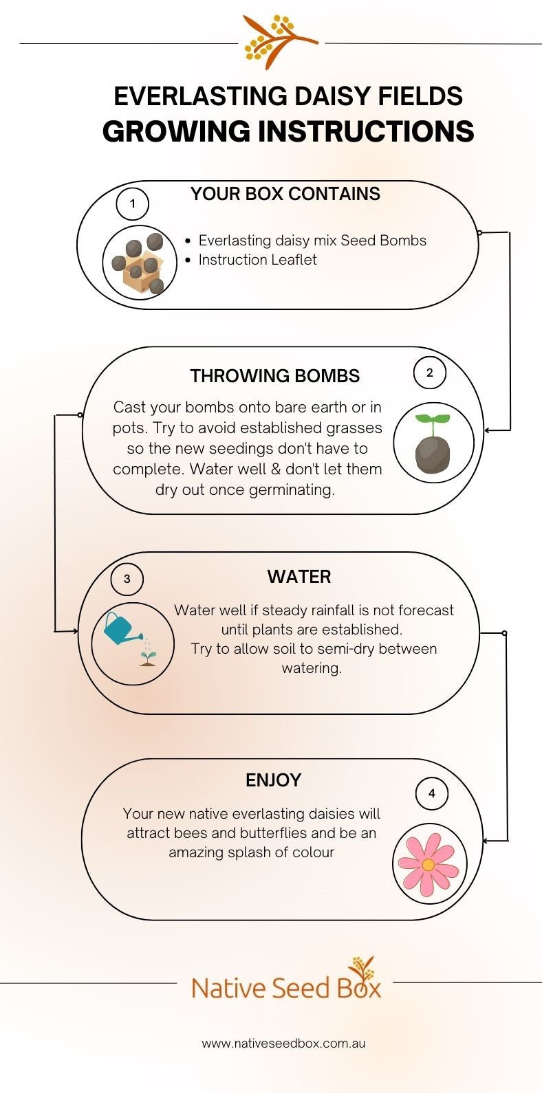 Native Seed Box Everlasting Daisy Fields Growing Instructions card - step-by-step guide for using seed bombs to create a vibrant, sustainable garden, promoting biodiversity and attracting bees and butterflies.