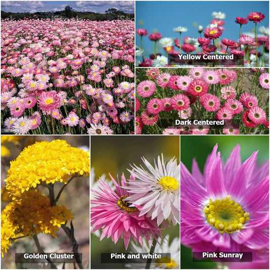 Variety of Everlasting Daisies including Yellow Centered, Dark Centered, Golden Cluster, Pink and White, and Pink Sunray - perfect for creating a sustainable, biodiverse garden with native Australian wildflowers.