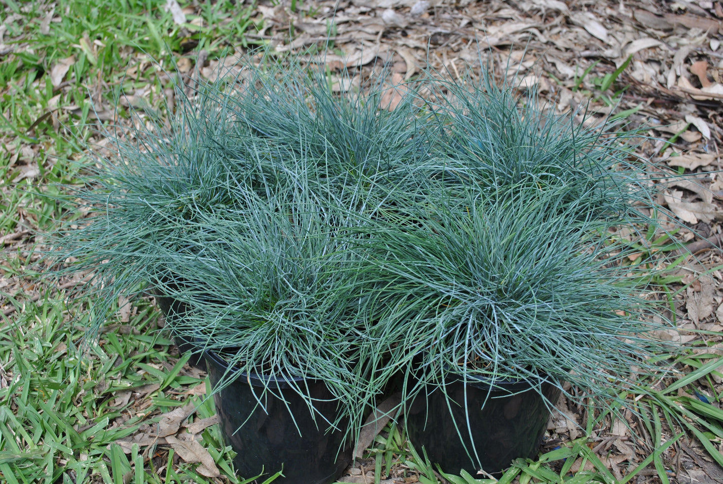Pots of Festuca glauca, commonly known as blue fescue, featuring dense tufts of slender, bluish-green foliage, displayed outdoors on a natural leaf-covered ground, perfect for modern garden landscapes.