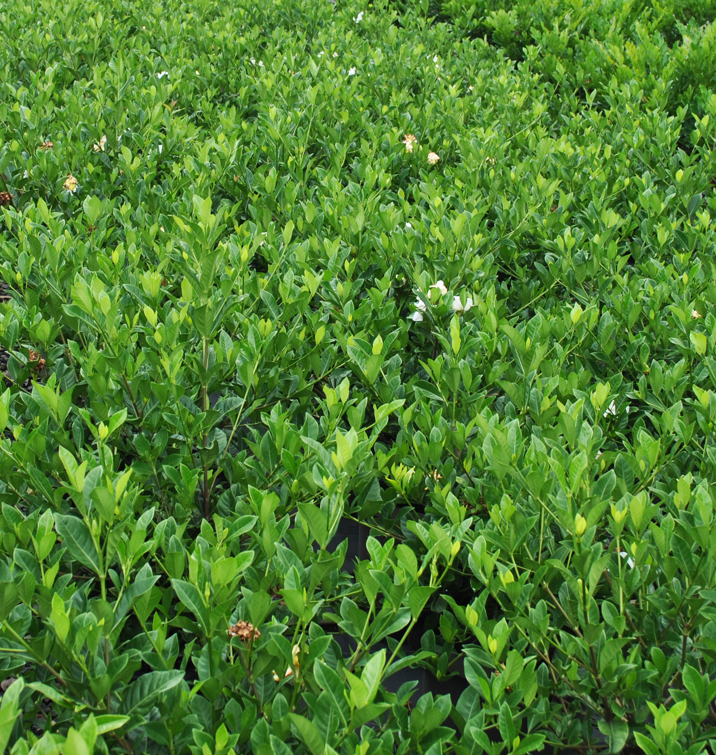 Dense green Gardenia augusta 'Florida' plants with glossy leaves and small white flowers in a nursery setting.