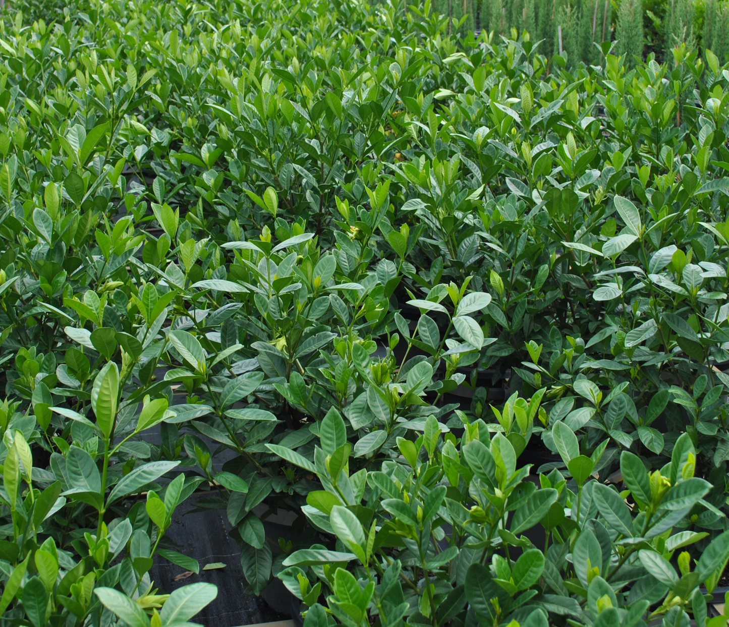 Dense growth of Gardenia Magnifica plants with vibrant green leaves, flourishing in a garden centre nursery.
