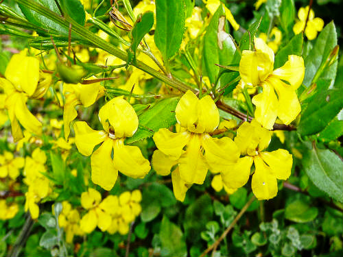 Cluster of cheerful yellow Goodenia ovata flowers, enhancing the garden's color palette. Photo courtesy of Warren Sheather