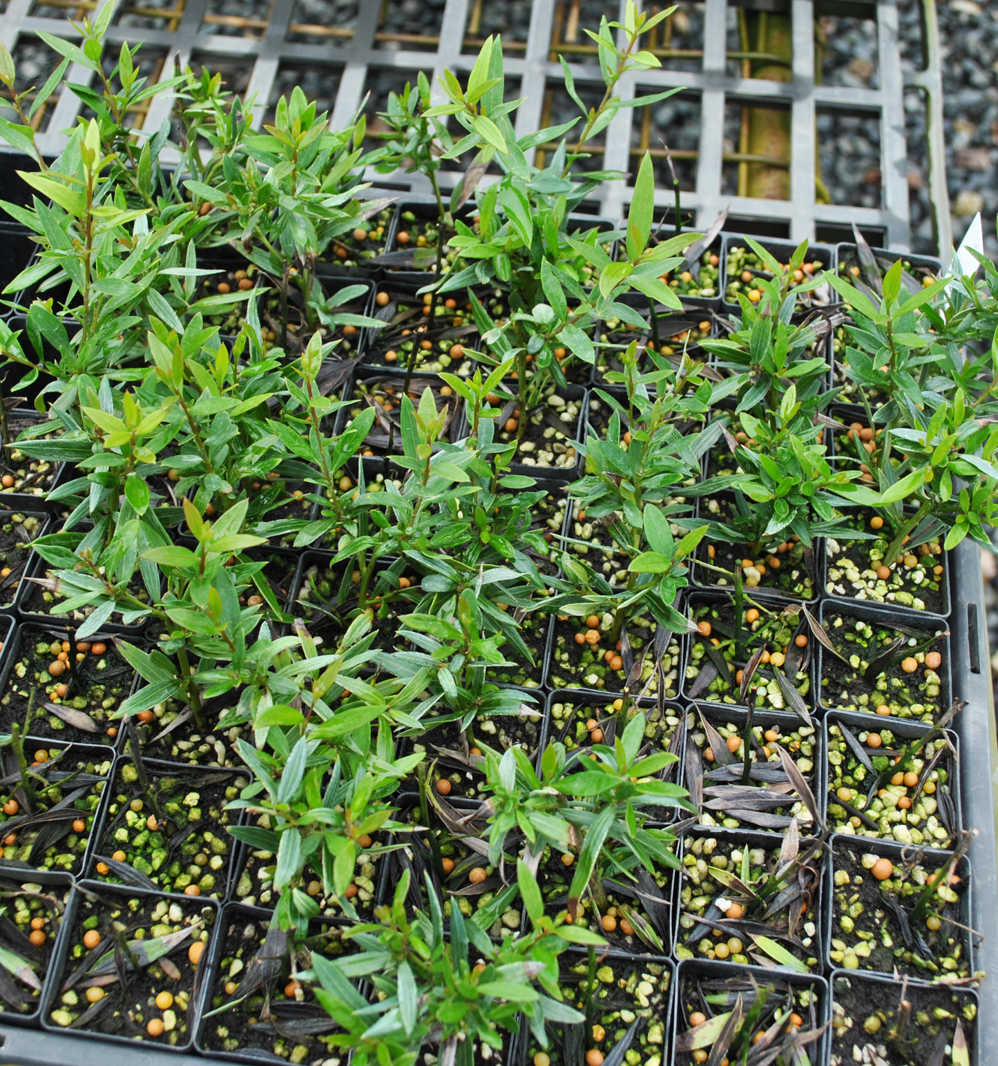 Young Grevillea 'Forest Rambler' plants growing in black nursery trays, showcasing vibrant green leaves and early growth stages, ideal for Australian gardens.