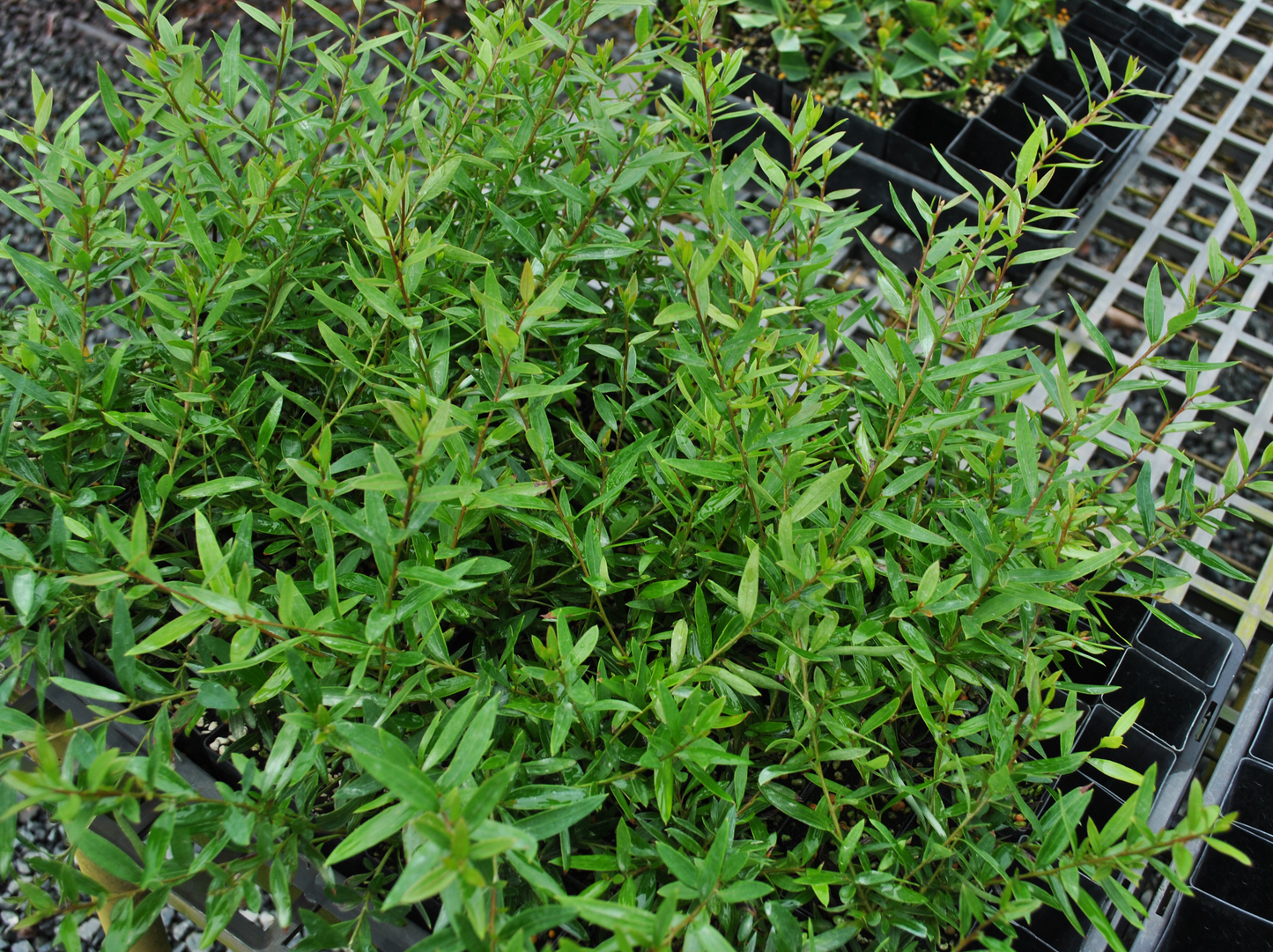 Dense clusters of Grevillea 'Forest Rambler' in a nursery setting, displaying lush green foliage, perfect for adding native Australian greenery to Queensland landscapes.