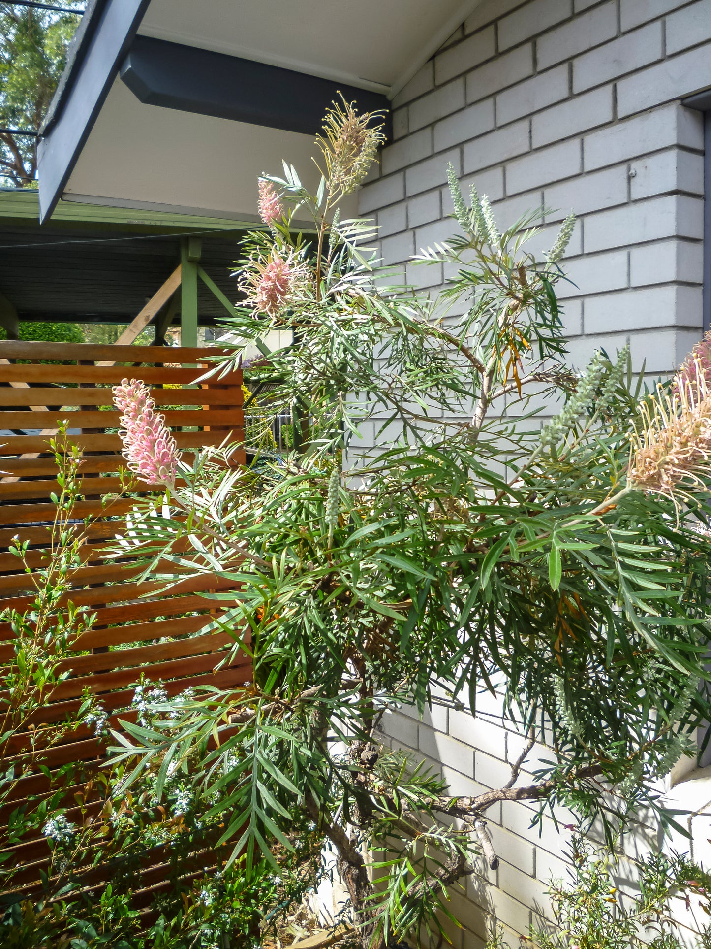 Beautiful light pink of the grevillea misty pink flowers