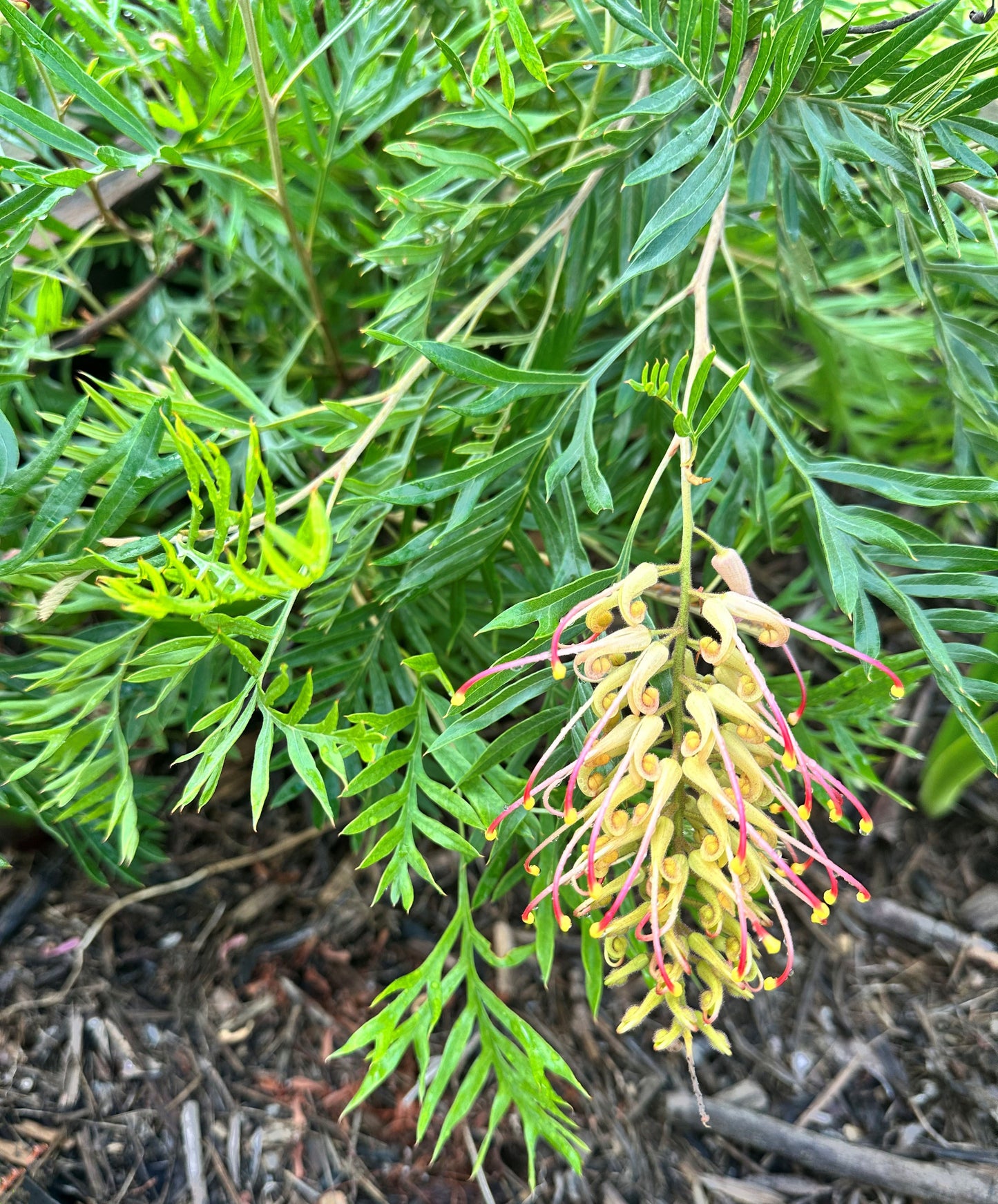 Close-up of the captivating Grevillea Superb showcasing its lush green leaves, perfect for wildlife gardens. A striking cluster of curly, tubular flowers with unique pale yellow and vivid red tips elegantly cascades downwards. The plant thrives in a bed of dark, textured mulch, while its delicate foliage beautifully complements the breathtaking blooms, inviting birds and pollinators to your garden sanctuary.