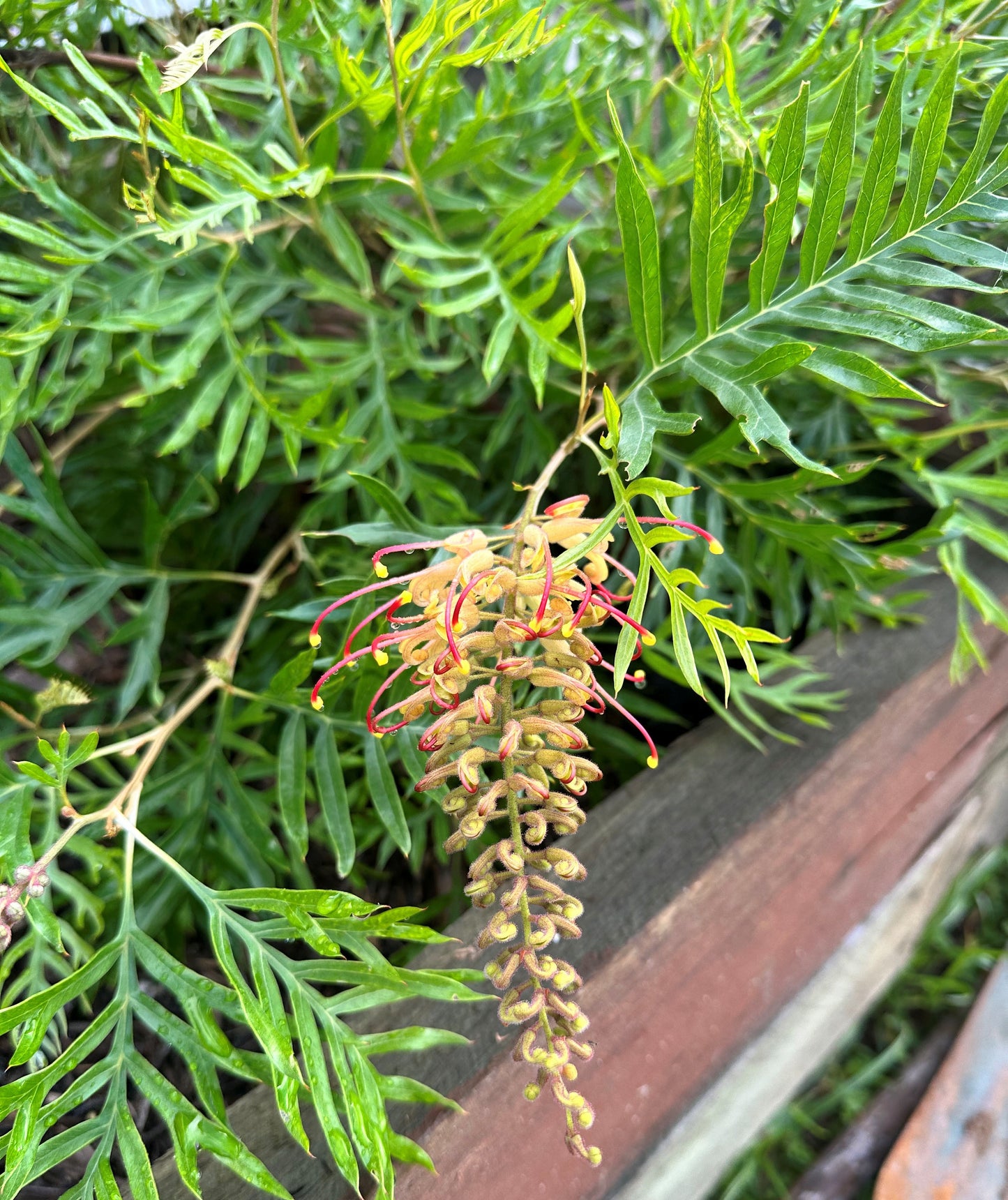 The Grevillea Superb boasts lush green fern-like leaves paired with stunning clusters of bright red and orange flowers. Its delicate, slender petals contribute to a shrub that's not only drought-tolerant but perfectly suited for wildlife gardens, attracting birds and pollinators effortlessly. Draped gracefully over a rustic wooden fence, this plant enhances your garden with its intricate leaf and petal textures, creating an inviting natural oasis.
