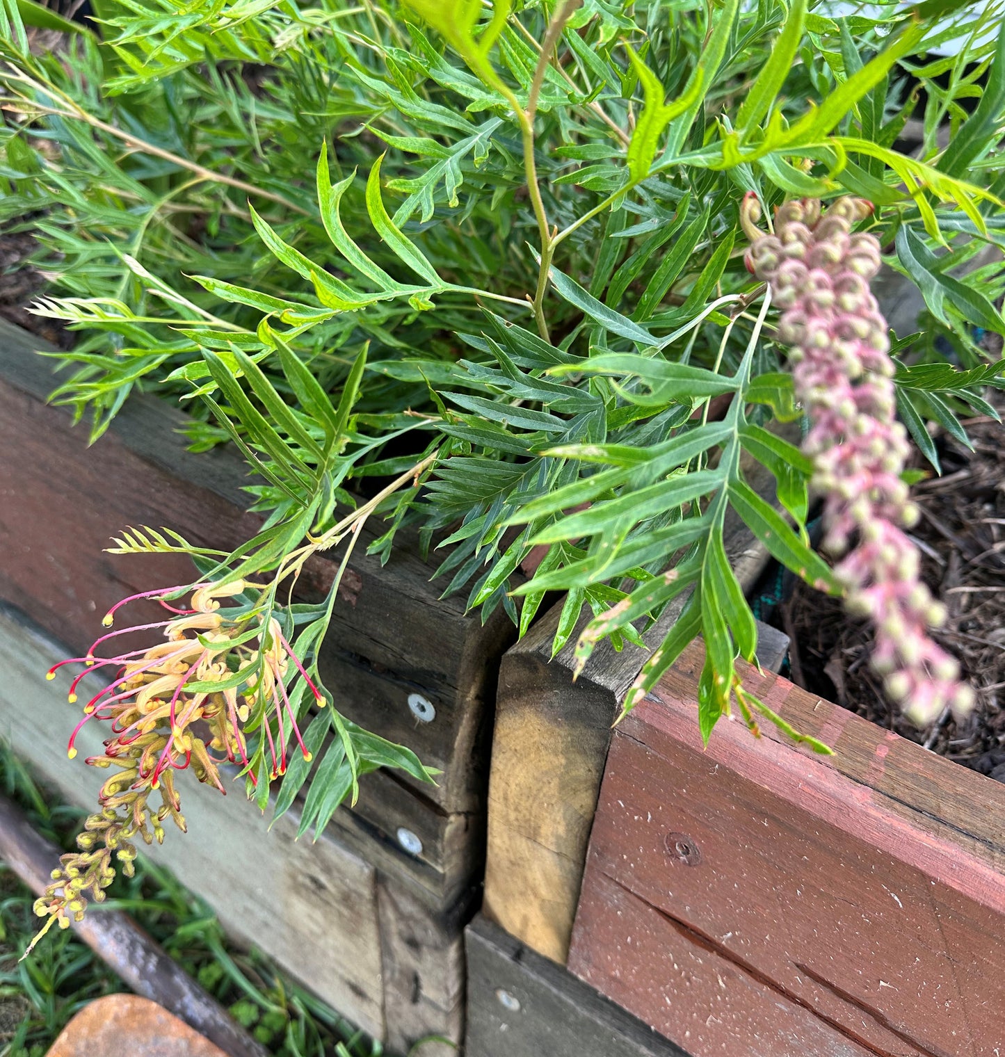 Close-up of a Grevillea 'Superb' in a rustic wooden planter box, highlighting its elegant long green leaves. One flower raceme arches gracefully with vibrant pink and orange blossoms, while the other stands tall with delicate pale pink buds just waiting to burst open. Ideal for wildlife gardens, this stunning plant attracts nectar-feeding birds and pollinators. Beneath the planter, a bed of lush green grass completes the inviting natural scene.