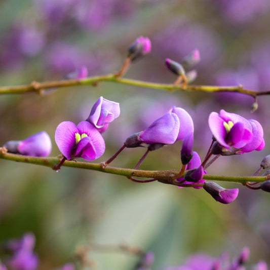 Vivid purple Hardenbergia violacea flowers in close-up, displaying intricate details. Photo courtesy of H Miles