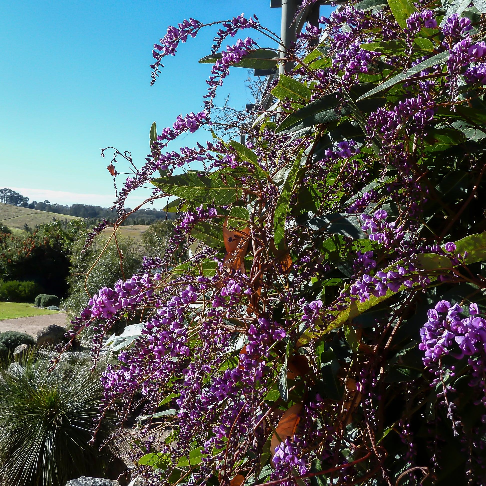 Lush Hardenbergia violacea vines with cascading purple flowers against a rural backdrop. Photo courtesy of H Miles