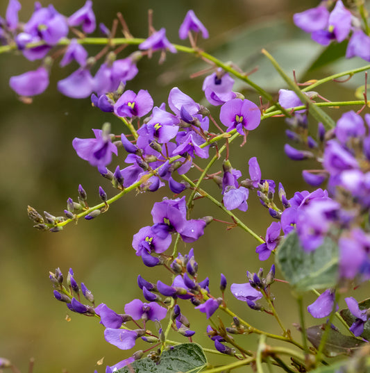 Close-up of delicate Hardenbergia violacea flowers with vibrant purple petals. Photo courtesy of H Miles