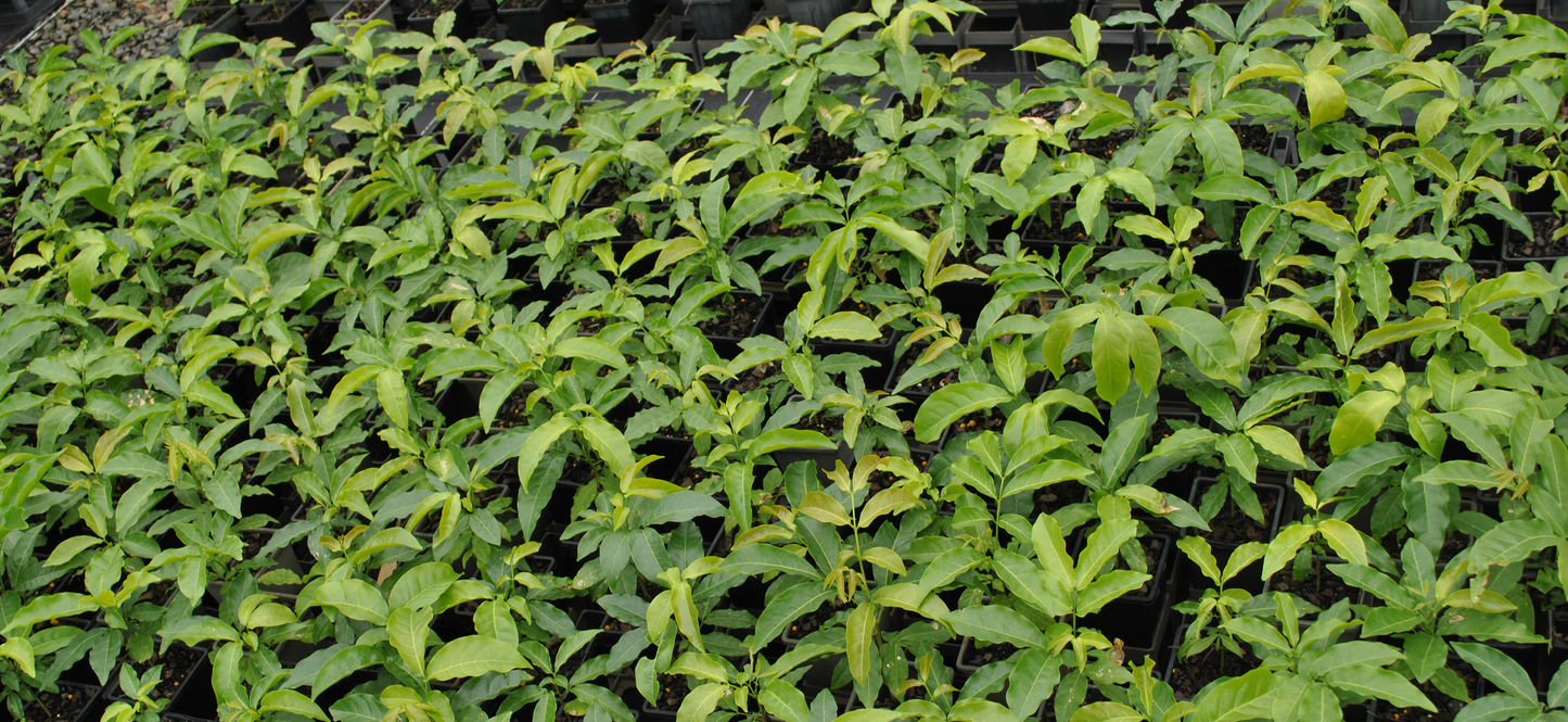 Abundant Harpullia Pendula foliage showcasing great life - Creating great life and food for soil microbiome.