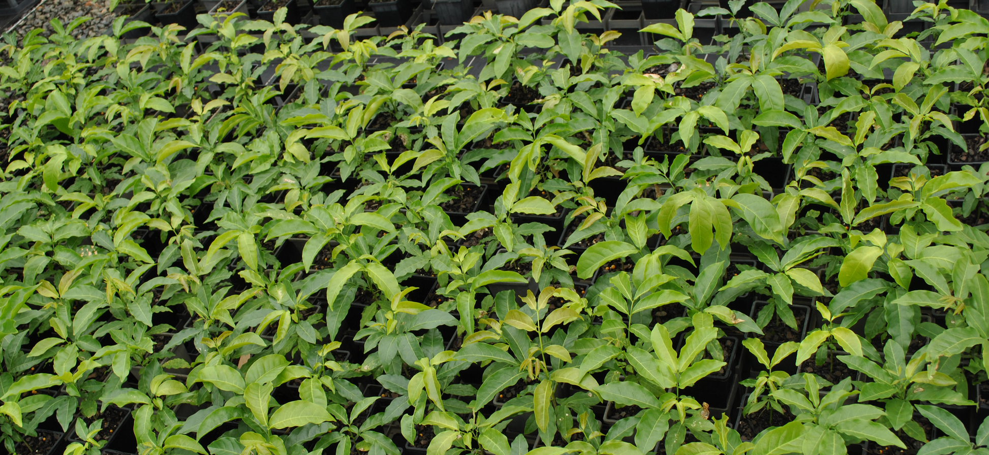 Abundant Harpullia Pendula foliage showcasing great life - Creating great life and food for soil microbiome.