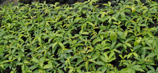 Abundant Harpullia Pendula foliage showcasing great life - Creating great life and food for soil microbiome.