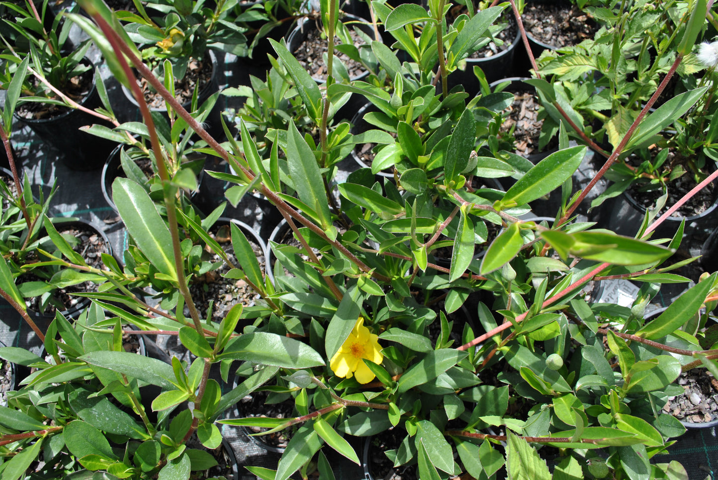 Close-up of vibrant yellow Hibbertia scandens 'Golden Guinea Vine' flower in foliage