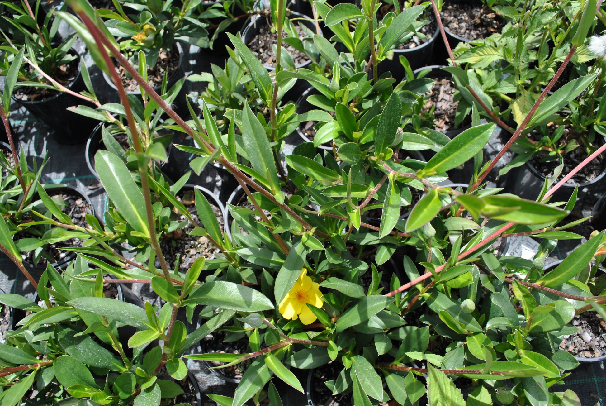 Close-up of vibrant yellow Hibbertia scandens 'Golden Guinea Vine' flower in foliage