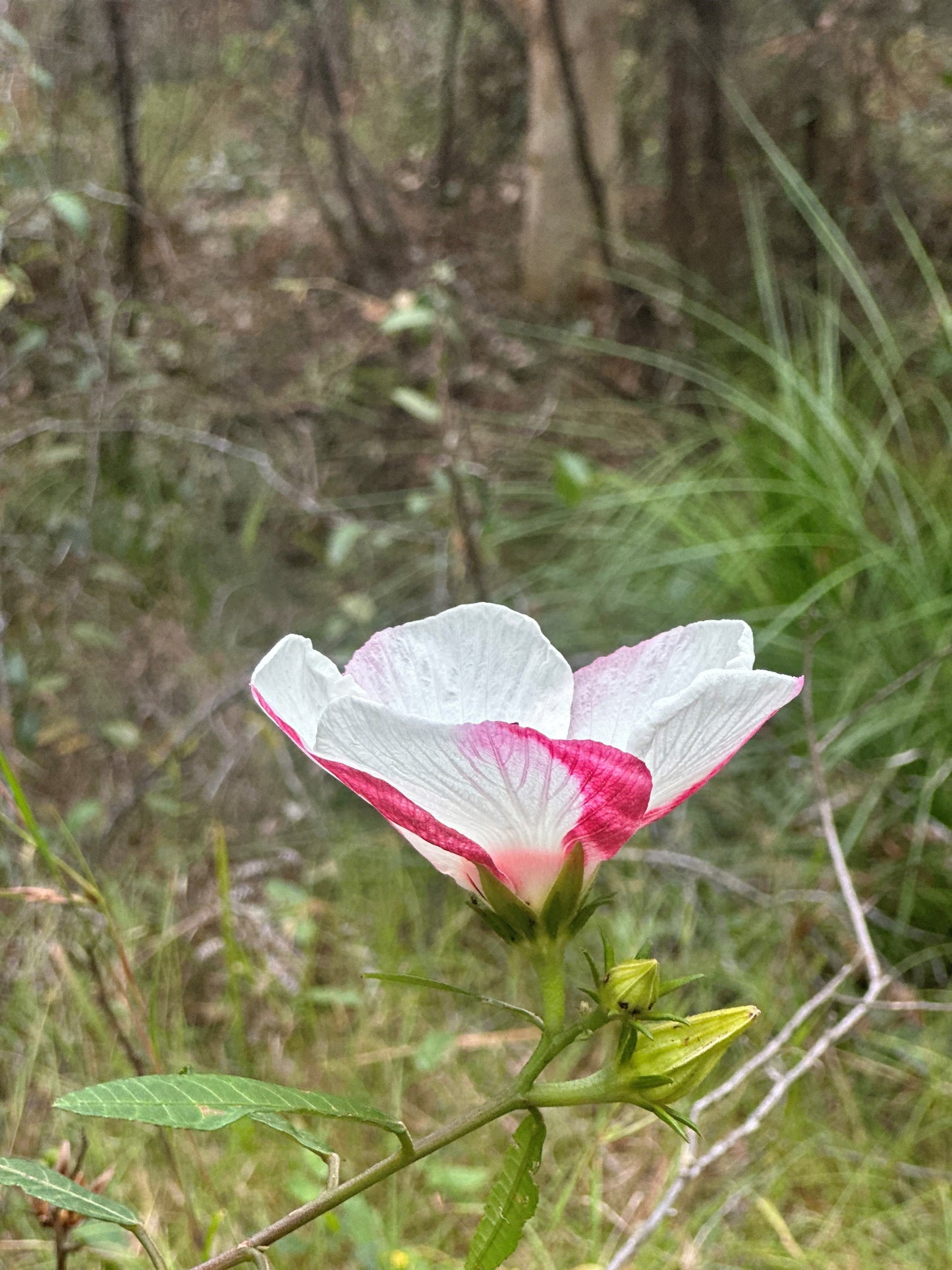 Lovely light purple and pink flower of the Hibiscus heterophyllus 'Native Rosella'