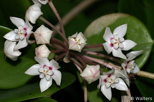 Close up photo of the white and pink flower on the Hoya australis "Common Waxflower'. Photo thanks to B Walters