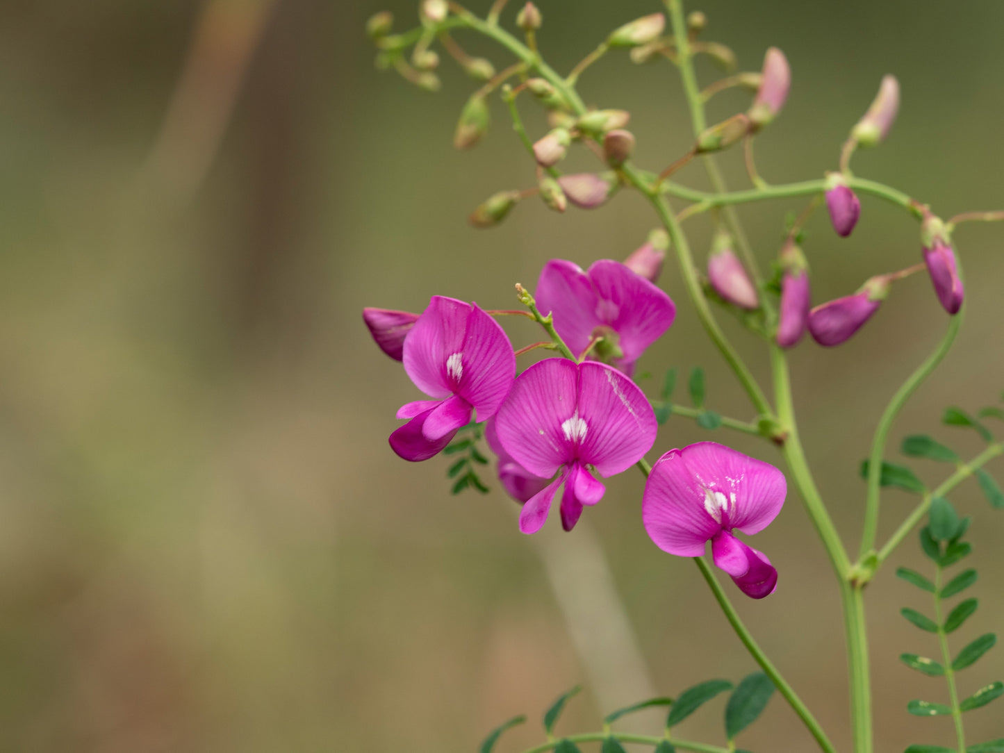 Close-up of vibrant pink Indigofera australis flowers, with delicate petals and buds hanging from slender branches against a soft, out-of-focus natural background. Photo courtesy of H Miles